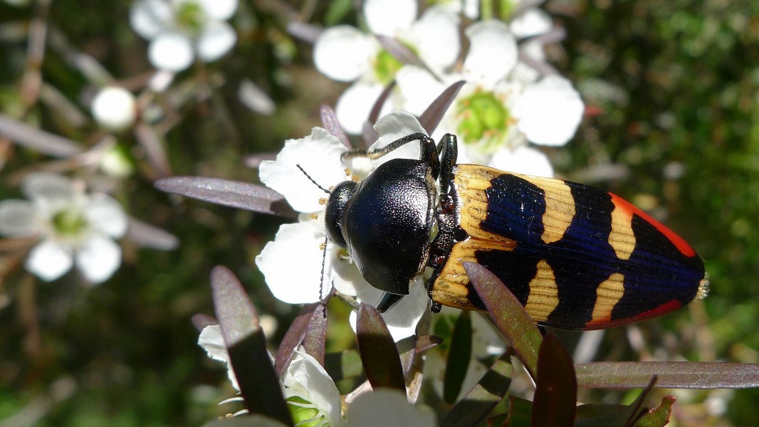 Buprestid NN (11307142493)