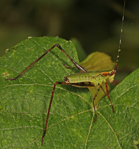 Bush Katydid nymph - Scudderia species, Santee National Wildlife Refuge, Santee, South Carolina