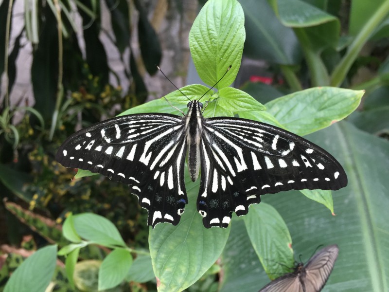 Butter fly in Itami greenhouse 3