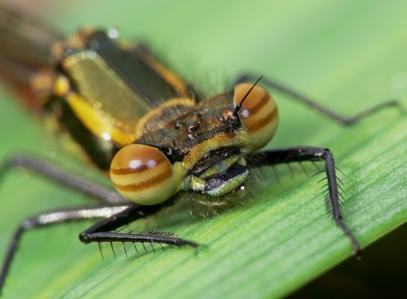damsel (3506324993)