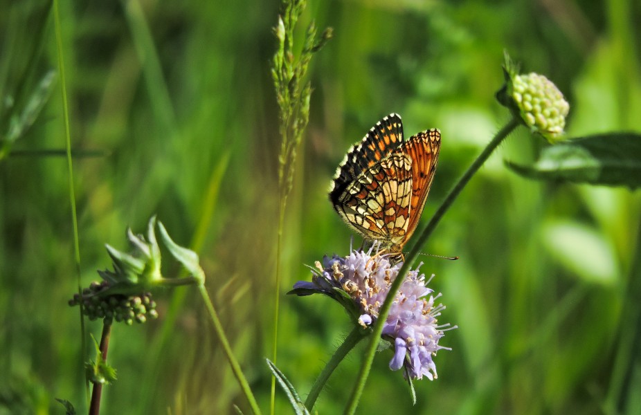 Butterfly in grass (33817202713)