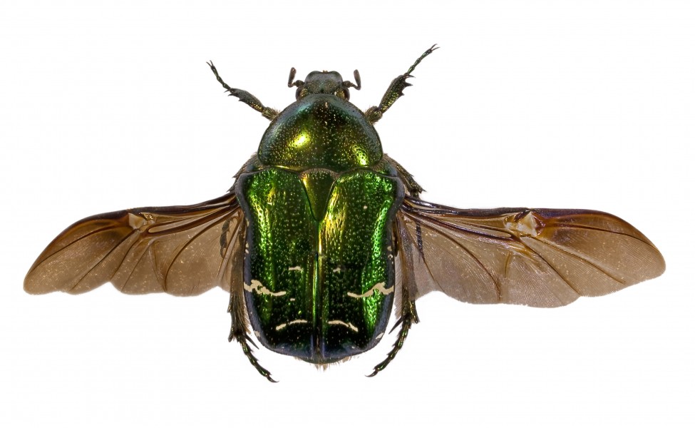 Cétoine dorée vol