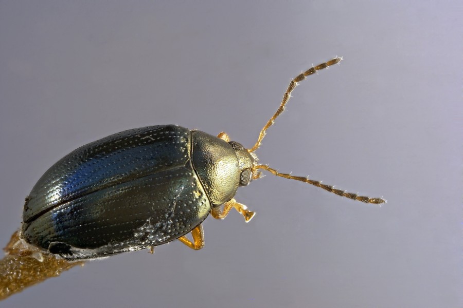 Cabbage-stem Flea Beetle (37130910672)