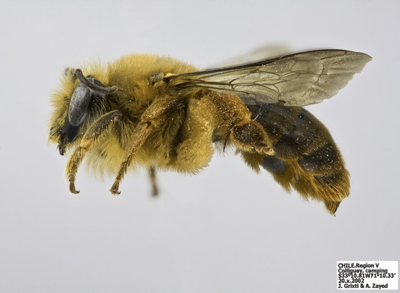Cadeguala occidentalis f