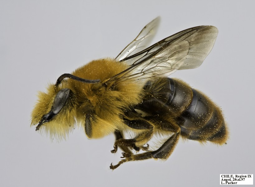 Cadeguala occidentalis m