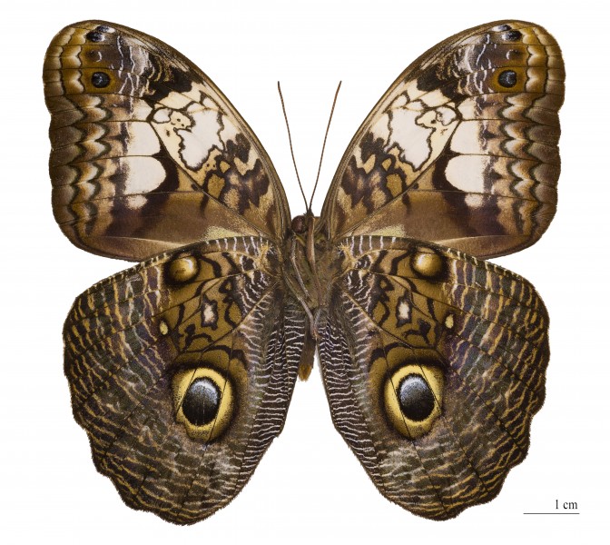 Caligo martia (ventre)