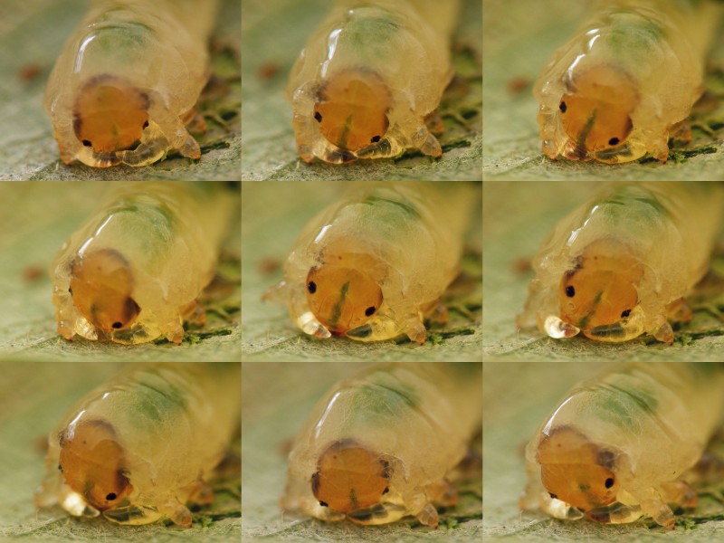 Caliroa larva munching