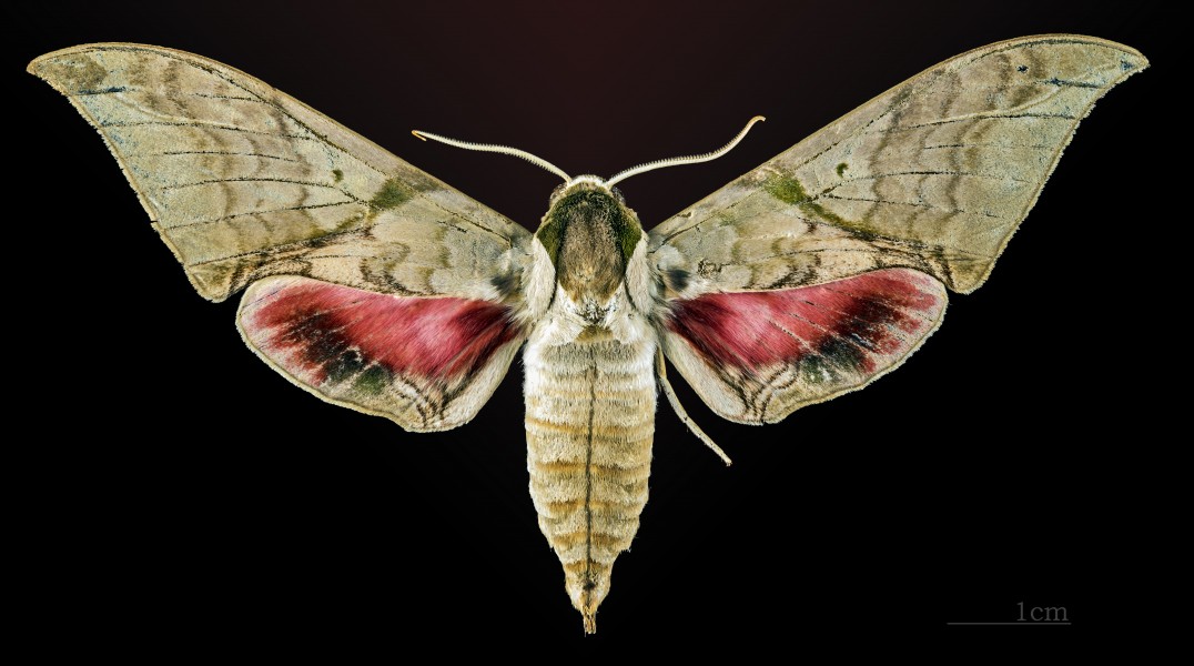 Callambulyx rubricosa piepersi MHNT CUT 2010 0 14 Ban Van Laos male dorsal