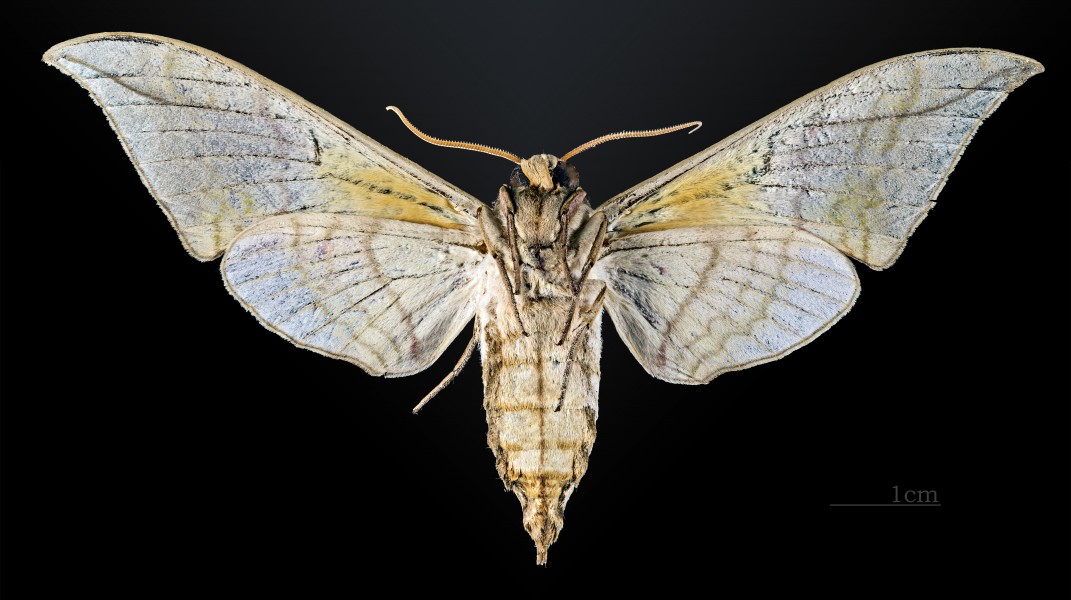 Callambulyx rubricosa piepersi MHNT CUT 2010 0 14 Ban Van Laos male ventral