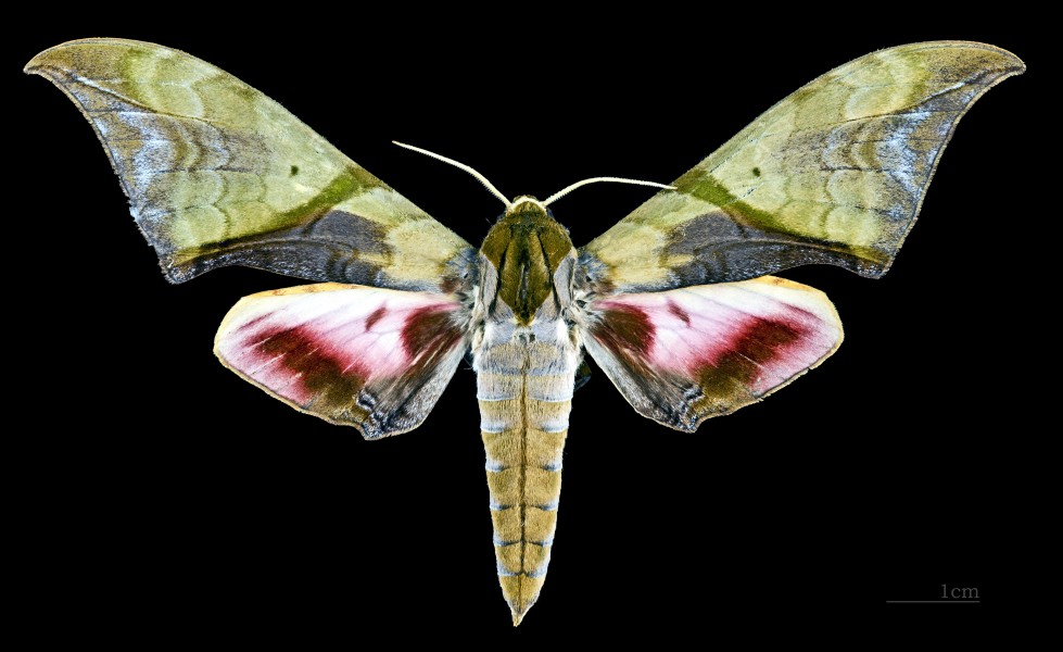 Callambulyx rubricosa rubricosa MHNT CUT 2010 0 75 Chang Mai Thailand male dorsal