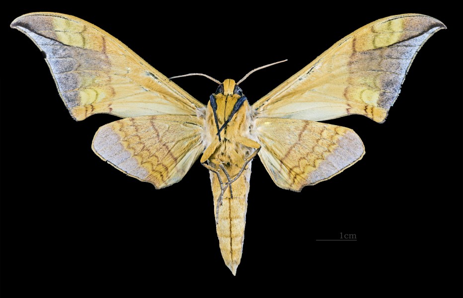 Callambulyx rubricosa rubricosa MHNT CUT 2010 0 75 Chang Mai Thailand male ventral