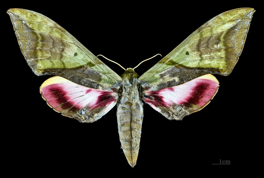 Callambulyx rubricosa rubricosa MHNT CUT 2010 0 77 Assam female dorsal