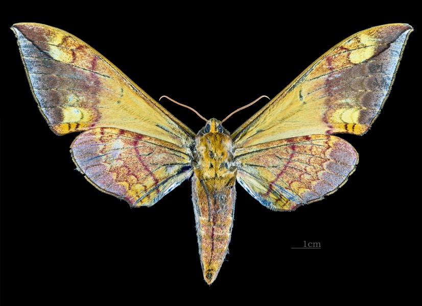 Callambulyx rubricosa rubricosa MHNT CUT 2010 0 77 Assam female ventral