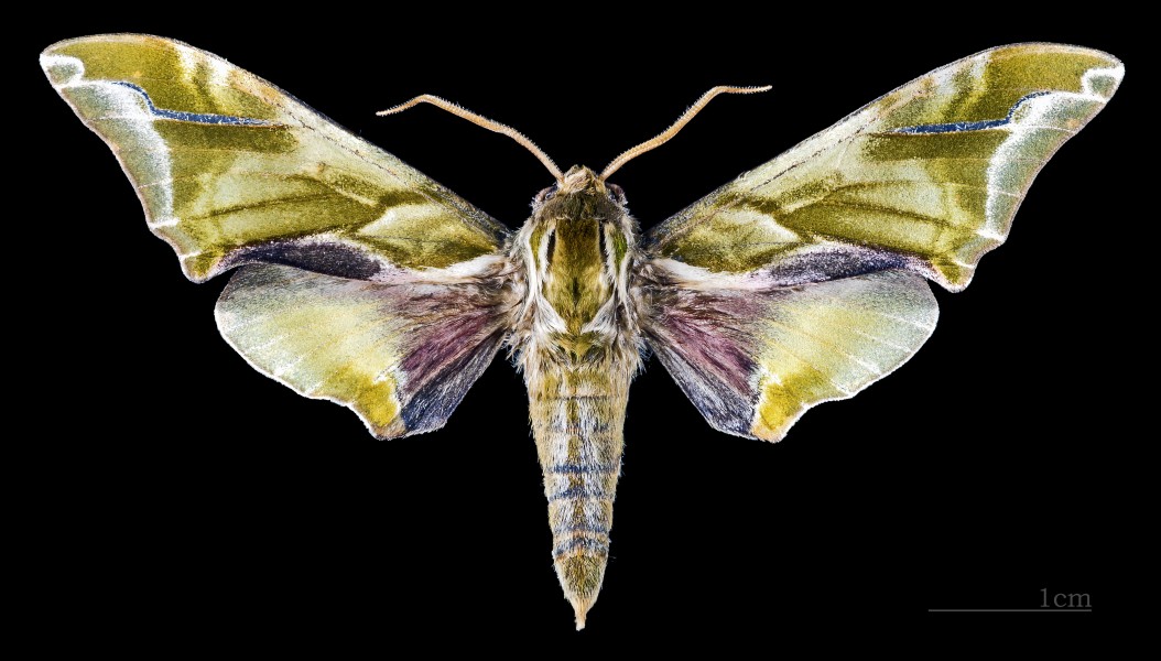 Callambulyx sinjaevi MHNT CUT 2010 0 56 Shaanxi province China Paratype dorsal