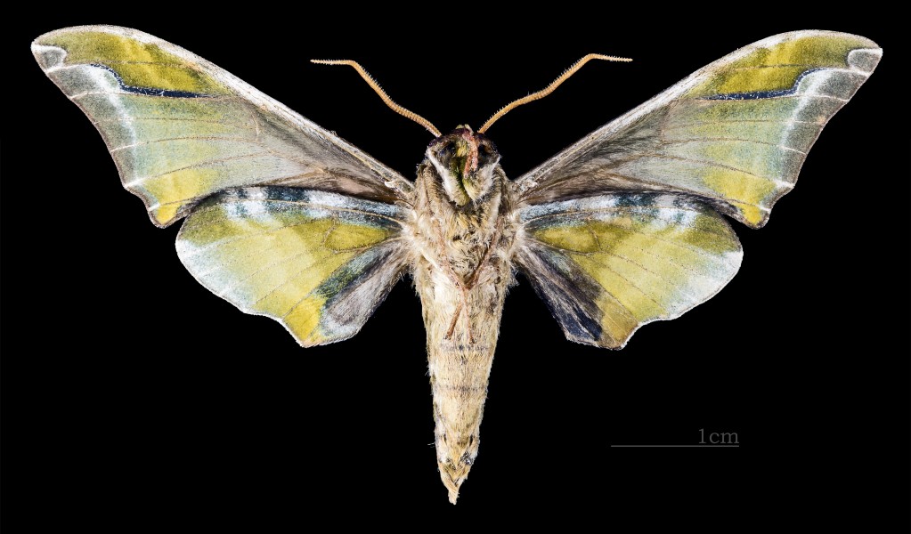 Callambulyx sinjaevi MHNT CUT 2010 0 56 Shaanxi province China Paratype ventral