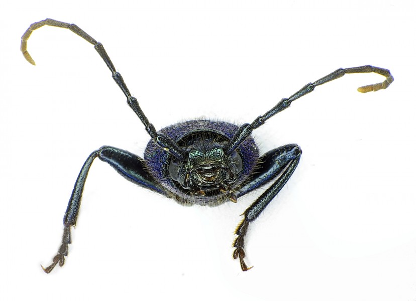 Callidium violaceum front