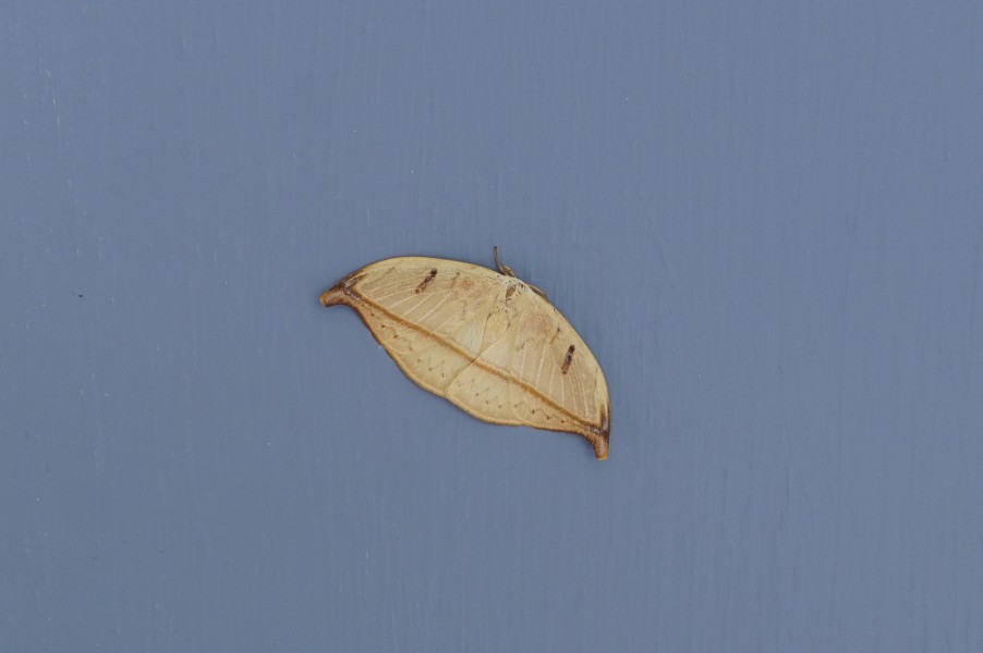 Callidrepana patrana 9980