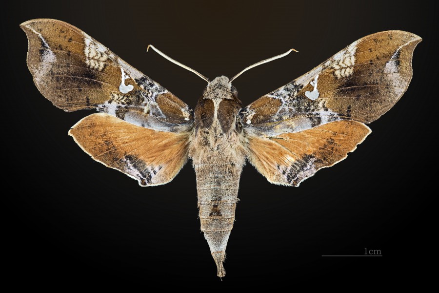 Callionima falcifera MHNT CUT 2010 0 40 Mazatlán Mexico female dorsal