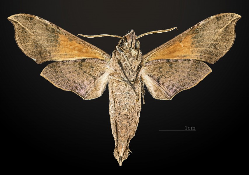 Callionima falcifera MHNT CUT 2010 0 40 Puente national Vera Cruz Mexico male ventral