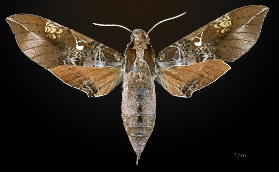 Callionima innus MHNT CUT 2010 0 16 Osayacu Napo Ecuador female dorsal