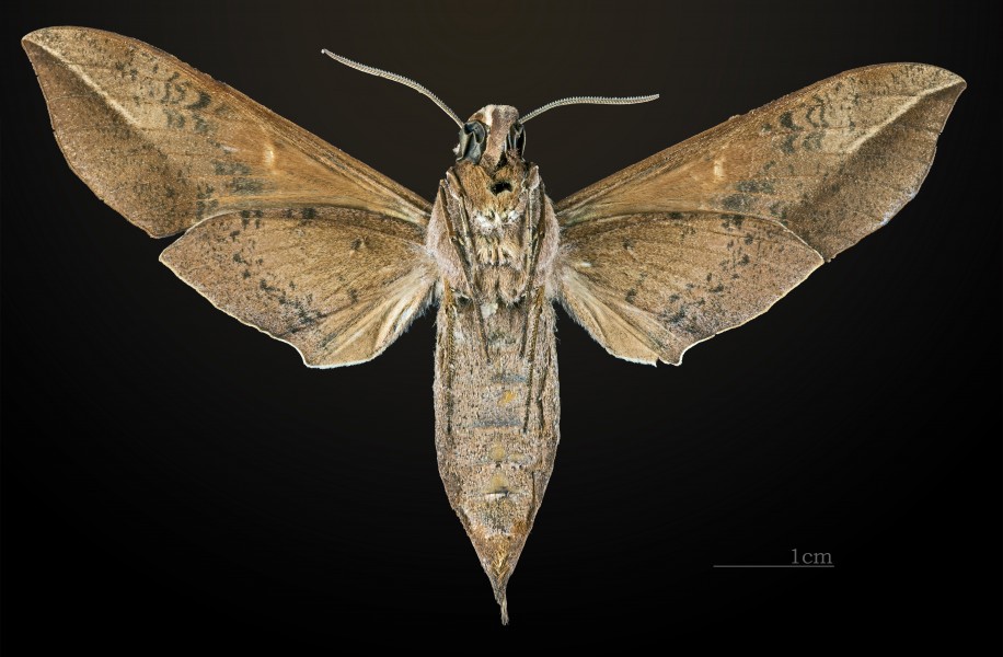 Callionima inuus MHNT CUT 2010 0 16 Osayacu Napo Ecuador female ventral