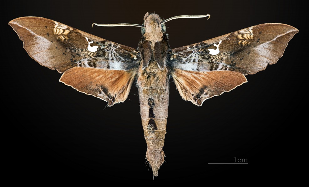 Callionima inuus MHNT CUT 2010 0 16 Pimenta Bueno Rondonia Brazil male dorsal