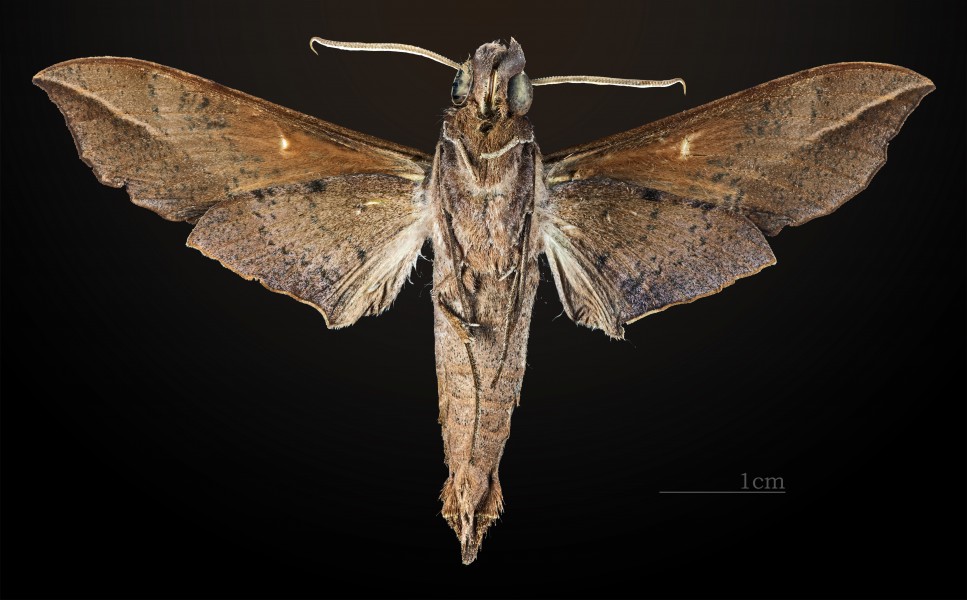 Callionima inuus MHNT CUT 2010 0 16 Pimenta Bueno Rondonia Brazil male ventral