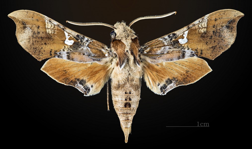 Callionima parce MHNT CUT 2010 0 16 Punta Lobos, Baja California Sur, Mexico dorsal