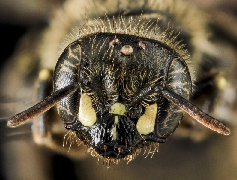 Calliopsis andreniformis, F, Face, MD, Carroll County 2013-07-24-15.07.21 ZS PMax (9438221101)