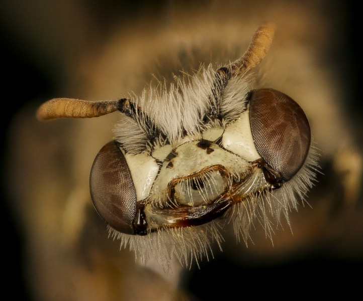 Calliopsis sp., m, face, Cochise Co., AZ 2017-03-15-12.48 (35034032953)