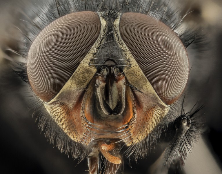 Calliphora vicina, u, Face, DC 2014-04-24 -17.46.02 ZS PMax - USGS Bee Inventory and Monitoring Laboratory