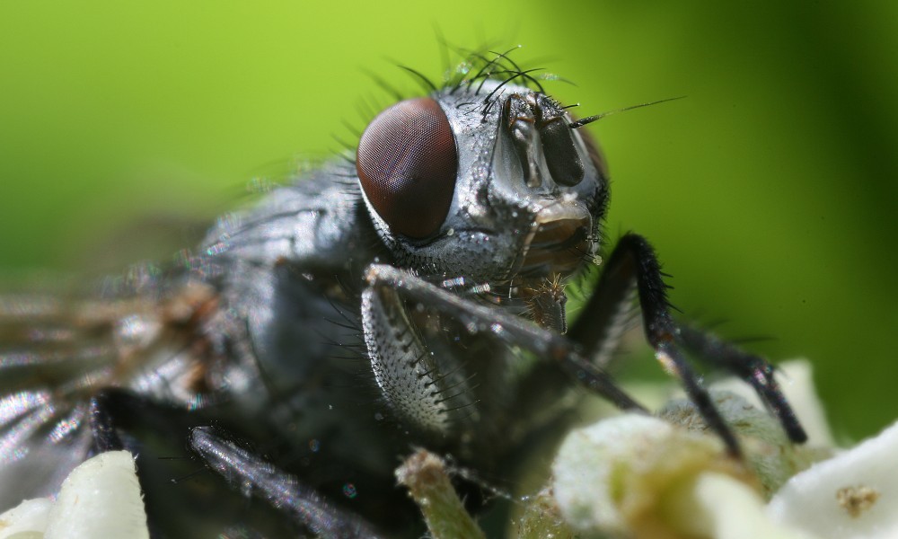 Calliphora vicina portrait