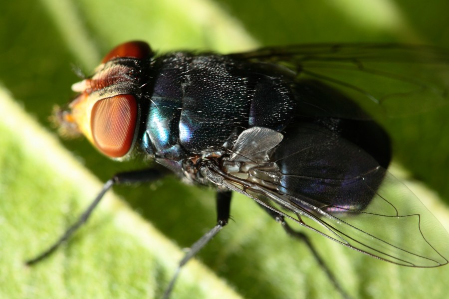 Calliphoridae São Paulo