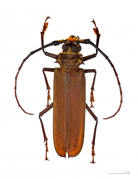 Callipogon cinnamomeus MHNT male 4