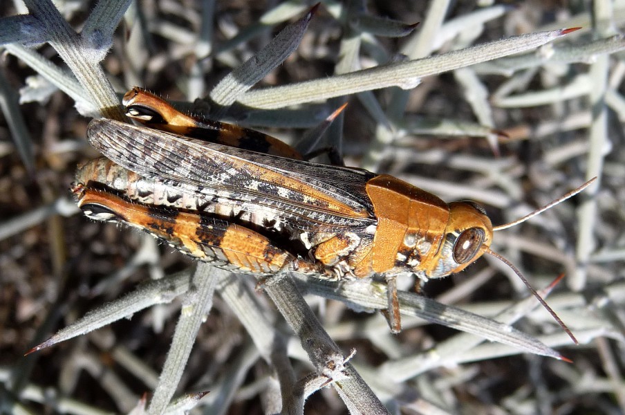 Calliptamus barbarus - Flickr - gailhampshire (10)