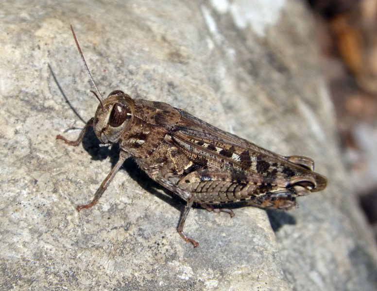 Calliptamus barbarus - Flickr - gailhampshire (2)