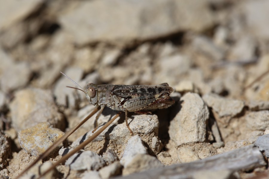 Calliptamus barbarus male Montpellier 172