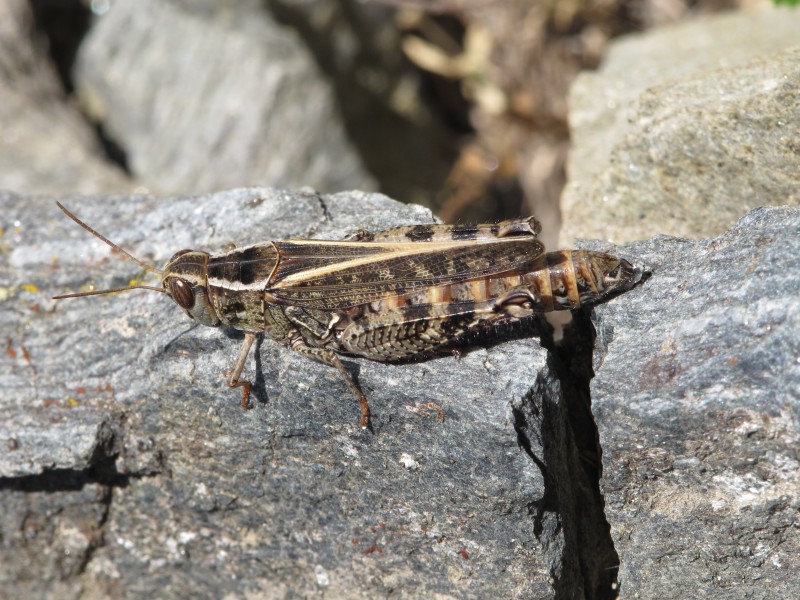 Calliptamus italicus RF