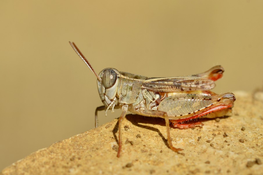 Calliptamus siciliae male (7973903036)