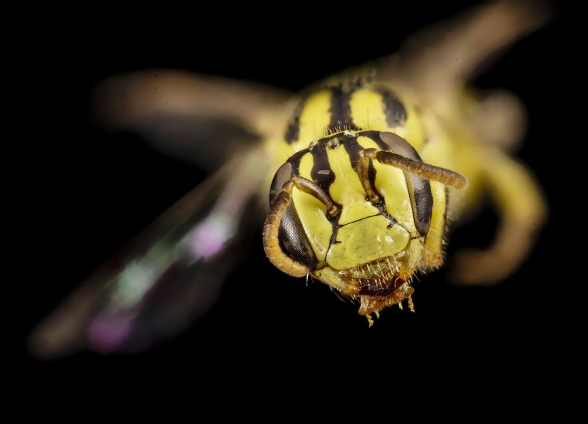 Callohesma flavopicta, f, face, australia 2014-08-04-16.51.54 ZS PMax (14906374745)