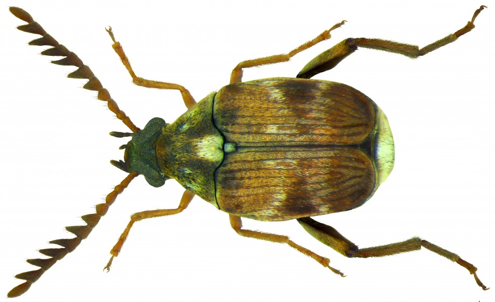Callosobruchus chinensis (Linné, 1758) male