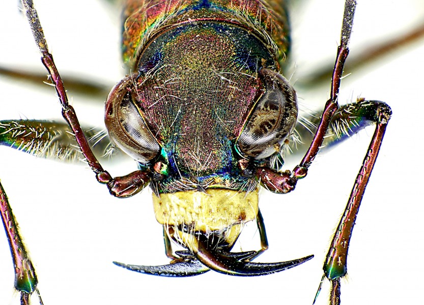 Calomera littoralis front