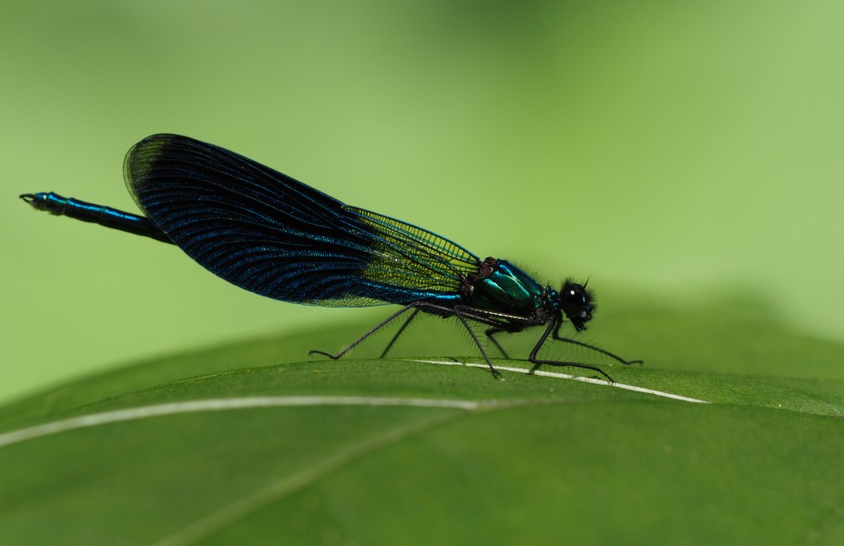 Calopterix splendens ssp. balcanica, Nera River Gorges, Romania (35453047405)