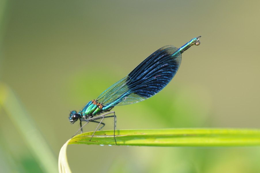 Calopteryx splendens (10)