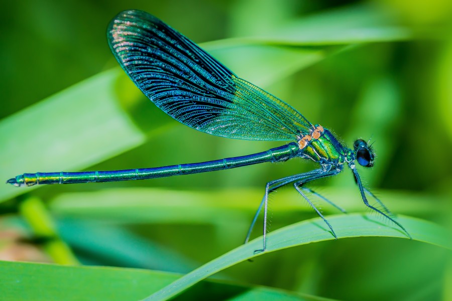 Calopteryx splendens *2016