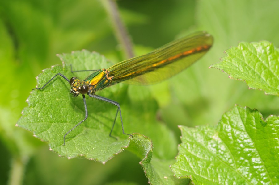 Calopteryx splendens (5)