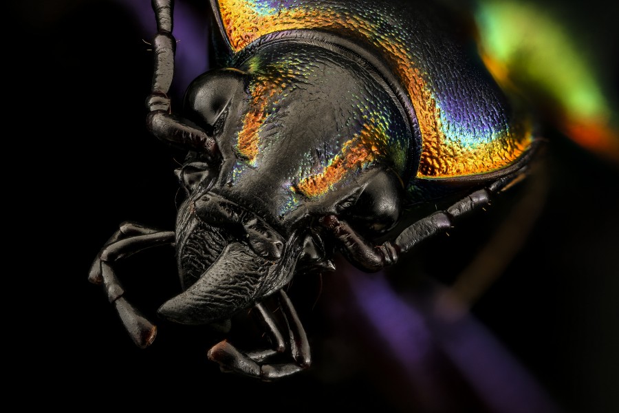 Calosoma scrutator, side, AR 2016-09-15-17.12 (29448687070)