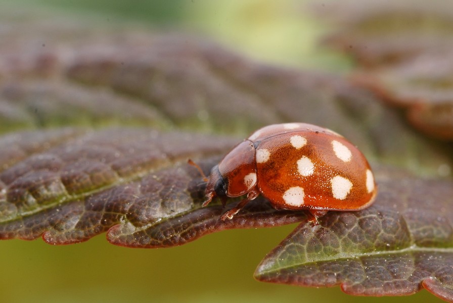 Calvia quatuordecimguttata (4541406807)
