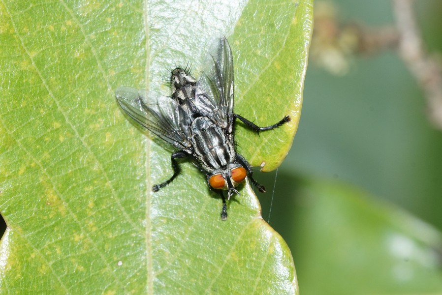 Calyptratae 0158
