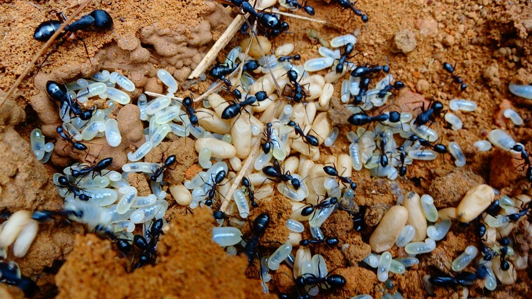 Camponotus ant nests in Sanjay Van